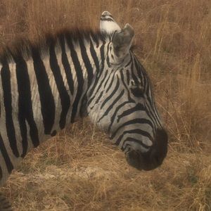 Meet your Posher, Ellie